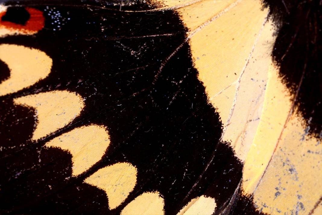 Konya’nın ünlü bahçesindeki detaylar tüyler ürpertti: İyi ki küçükler 21